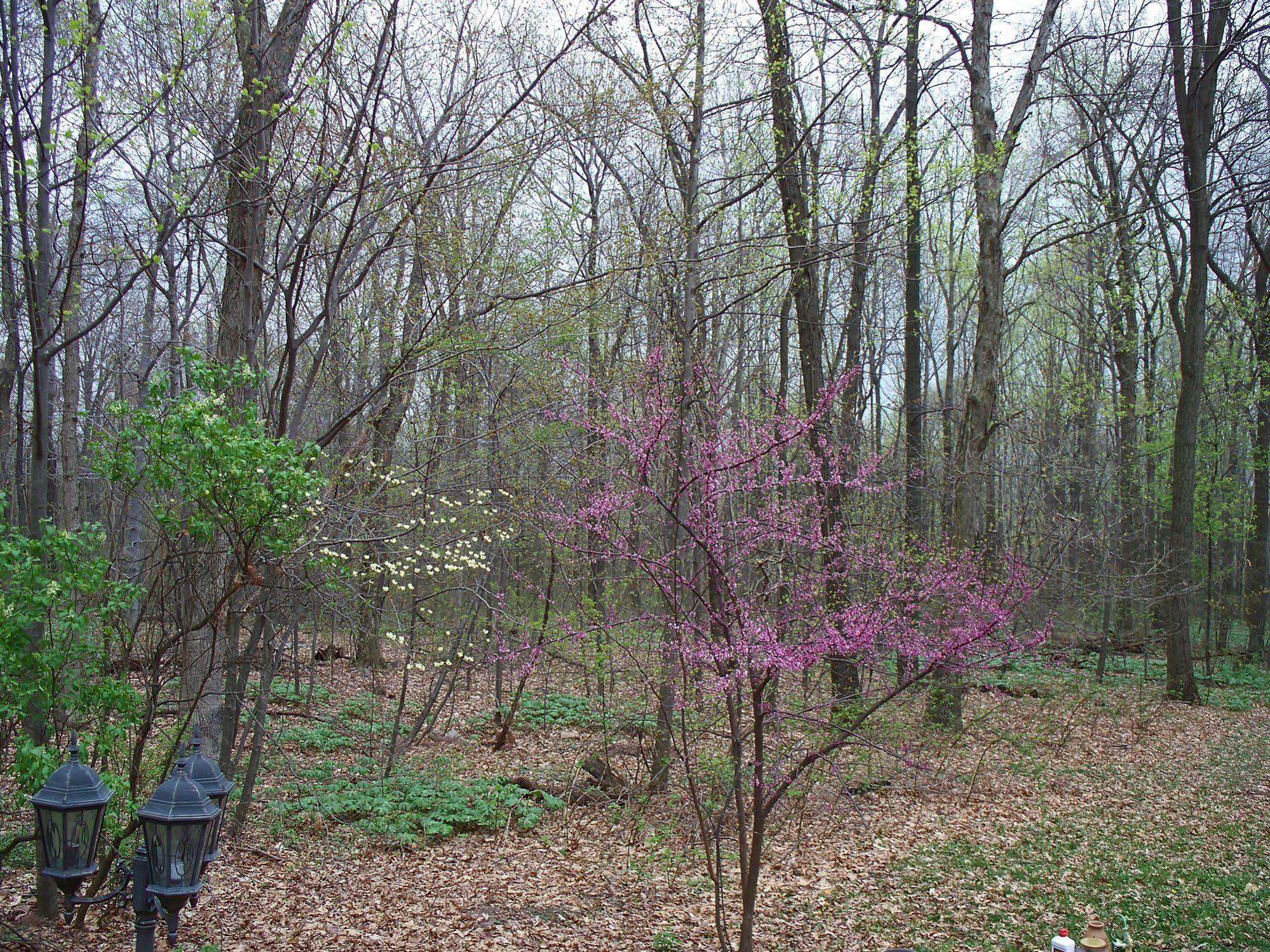 Bear House Bed And Breakfast Dover Екстер'єр фото
